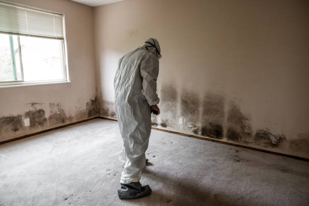 Best Toxic Mold Removal  in Farr West, UT