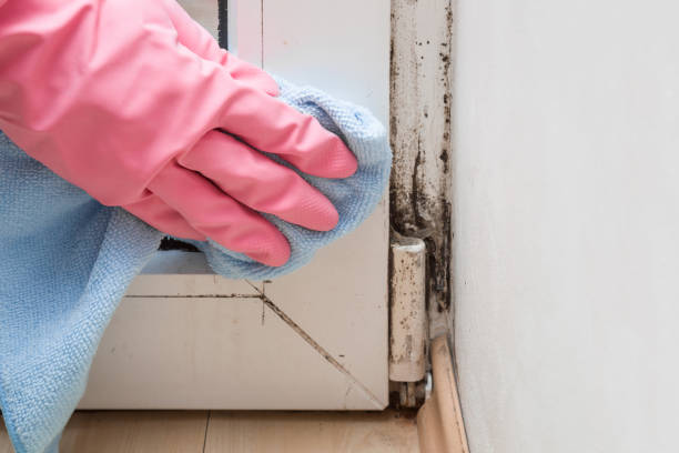 Best Mold Cleaning Services  in Farr West, UT